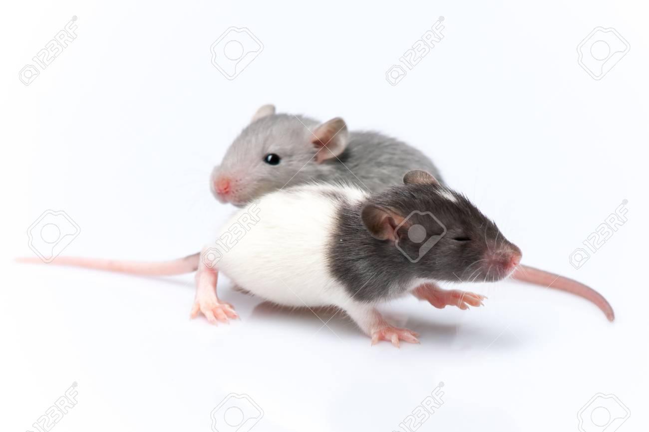 Cute Baby Rats Resting On White Background Stock Photo Picture And