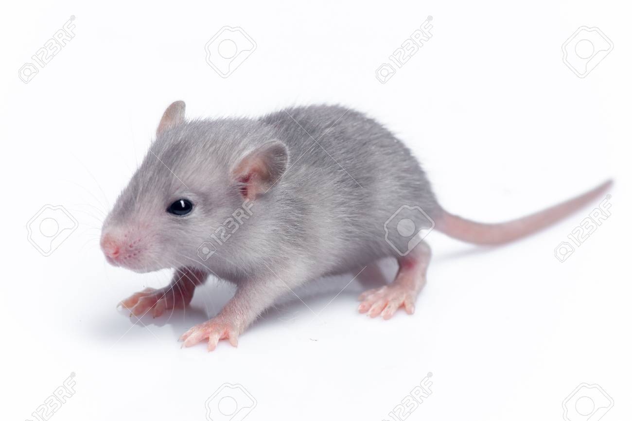 Cute Baby Rat Resting On White Background Stock Photo Picture And