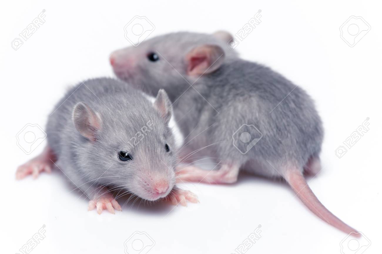 Cute Baby Rats Resting On White Background Stock Photo Picture And
