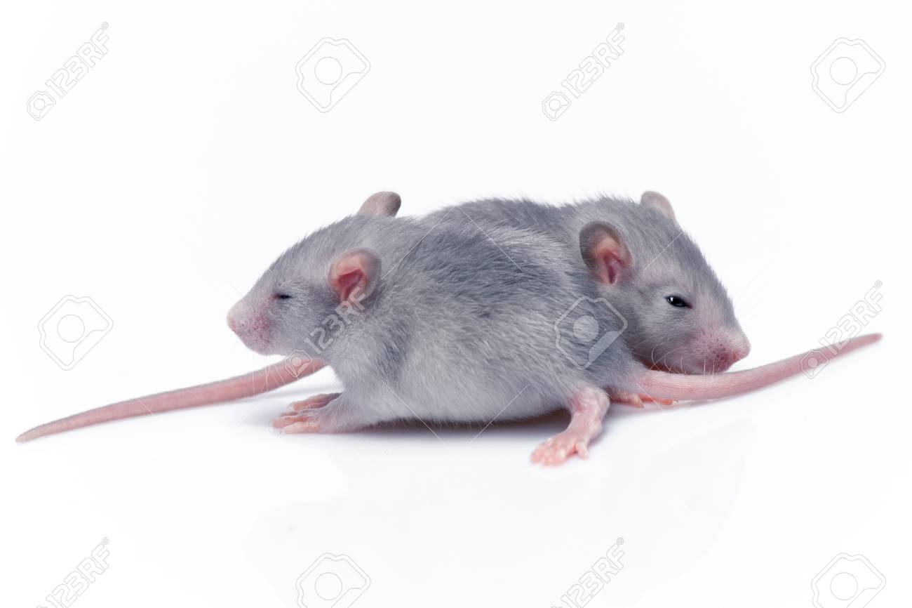 Cute Baby Rats Resting On White Background Stock Photo Picture And