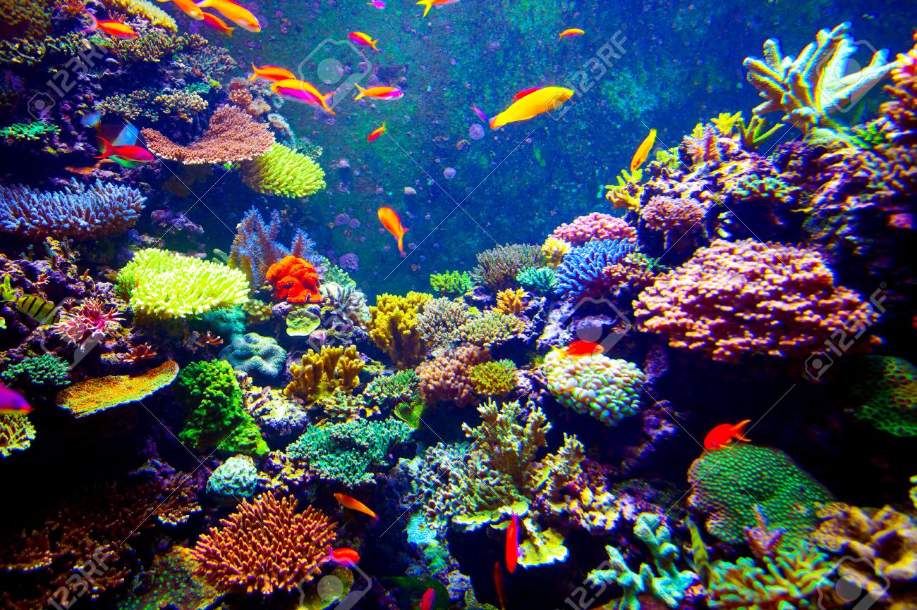 サンゴ礁と日光の下で熱帯の魚 の写真素材 画像素材 Image サンゴ礁と日光の下で熱帯の魚 の写真素材 画像素材 Image