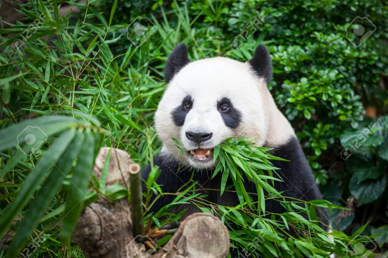 Hungry Riesen Panda Bar Essen Bambus Lizenzfreie Fotos Bilder Und Stock Fotografie Image 35304806