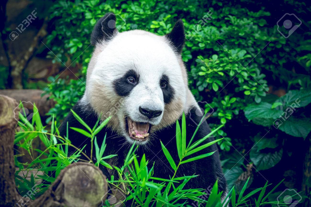 Hungry Riesen Panda Bar Essen Bambus Lizenzfreie Fotos Bilder Und Stock Fotografie Image 35405387