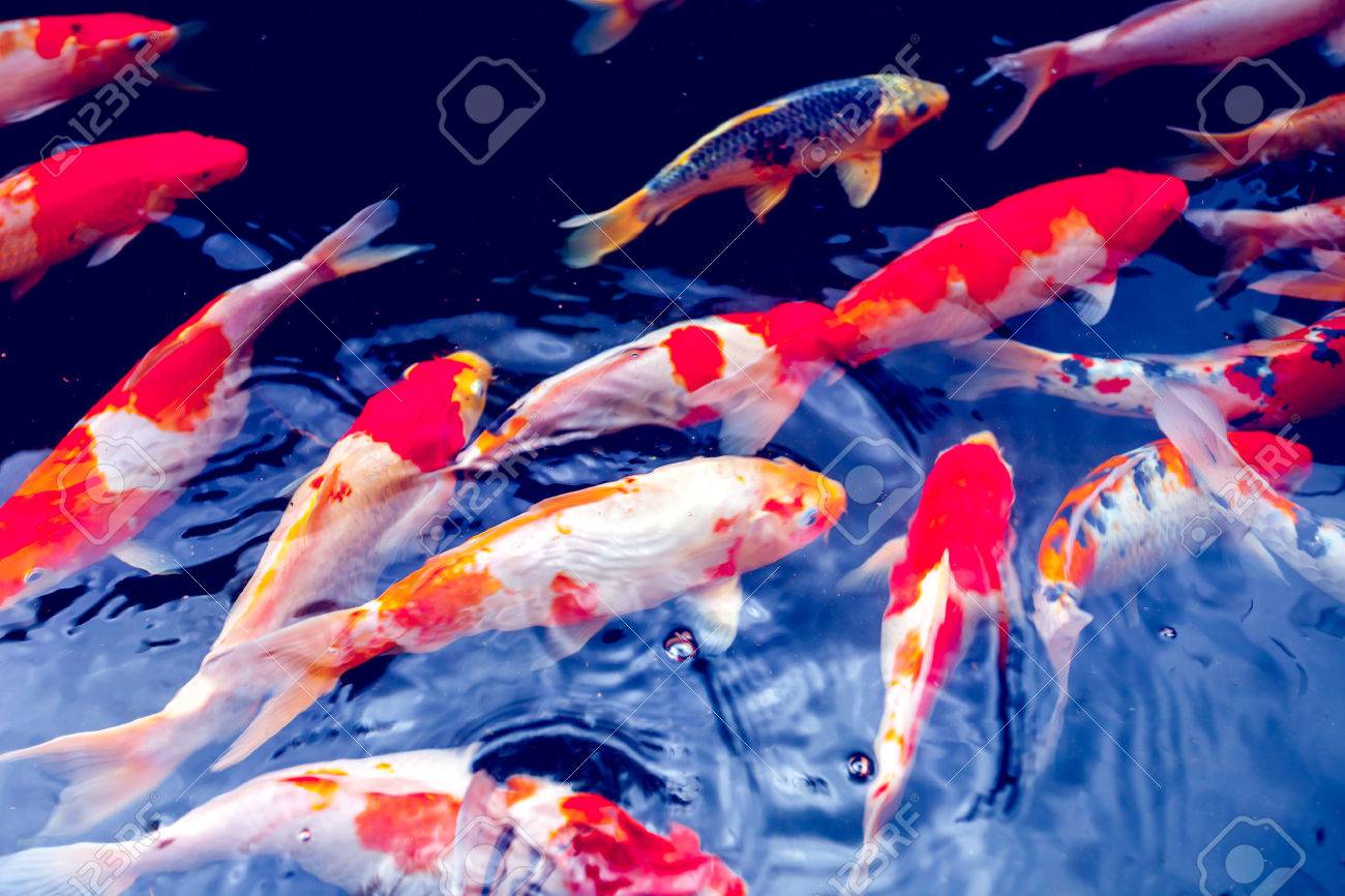 Нот кои. Как выглядит самка кои. Карп кои кингинрин. Кои ханако. Японский карп кои.