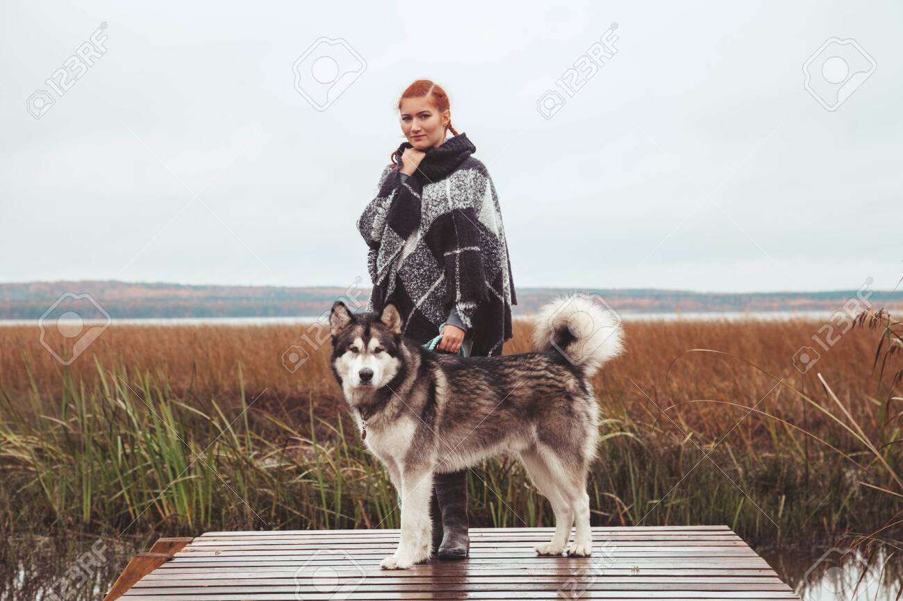 siberian big dog