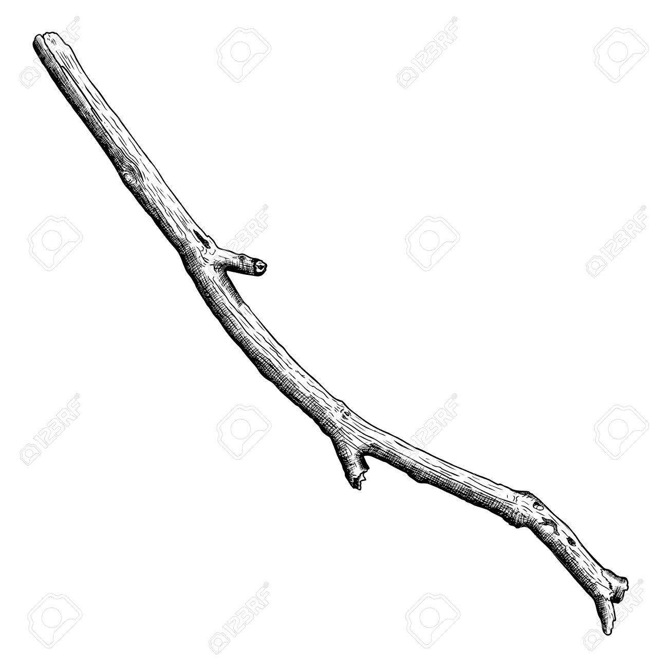 Detailed And Precise Ink Drawing Wood Twig Isolated White Detailed And Precise Ink Drawing Wood Twig Isolated White