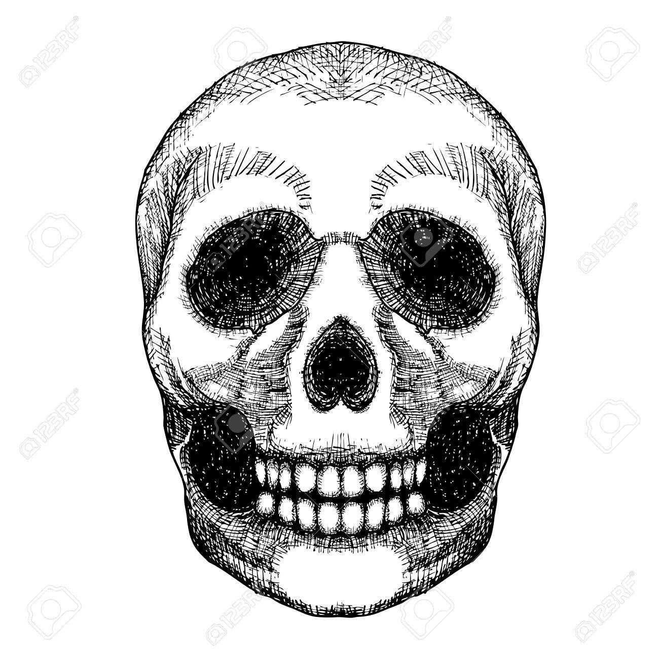 hand drawing skull human skull sketch black and white illustration of skull with a