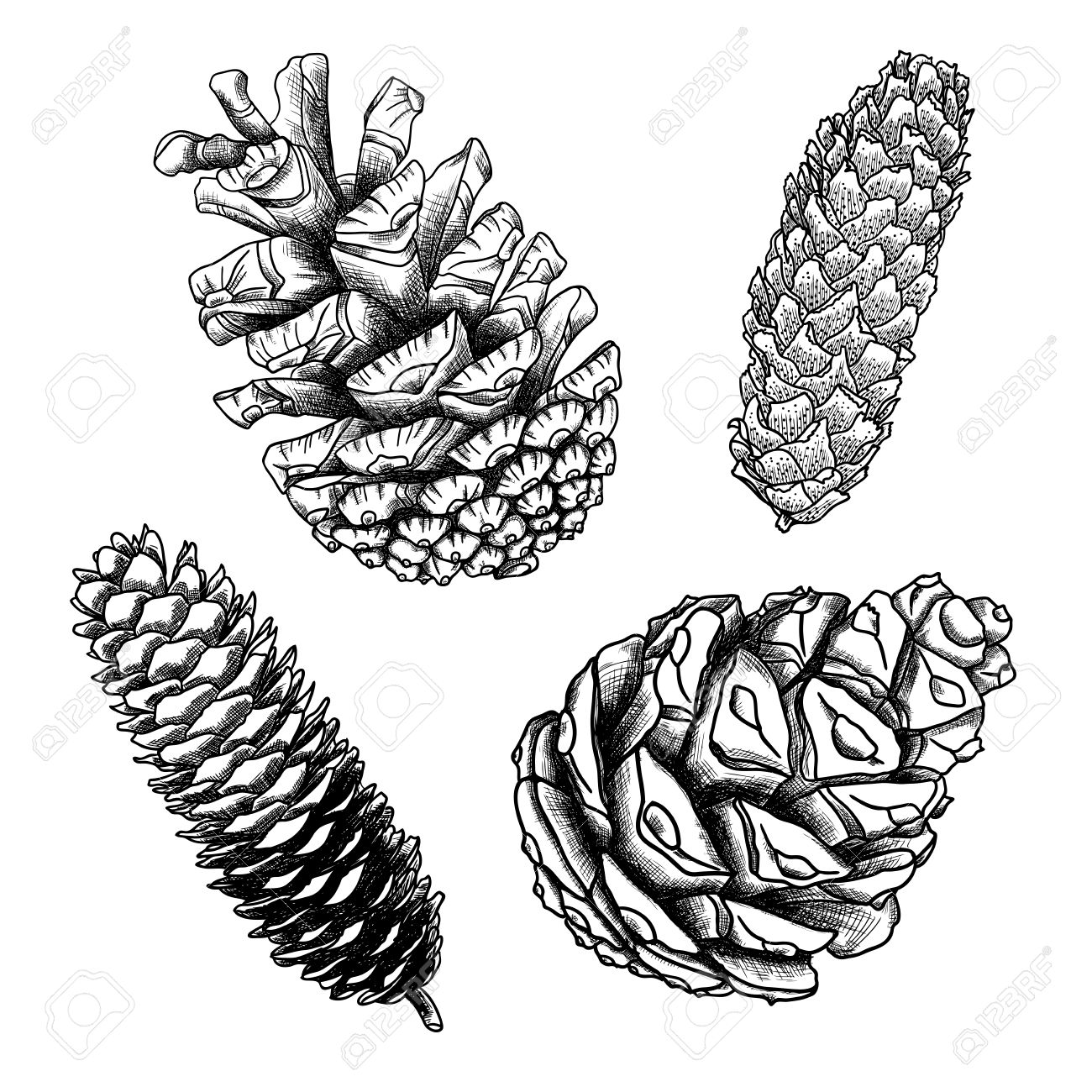 Set Of Sketch Hand Drawing Pine Cones On White Background Collection Of Christmas Hand Drawn Fir Cones Male Female Conifer Cones Of Various Trees Cedars Firs Hemlocks Larches Pines And Spruces Royalty