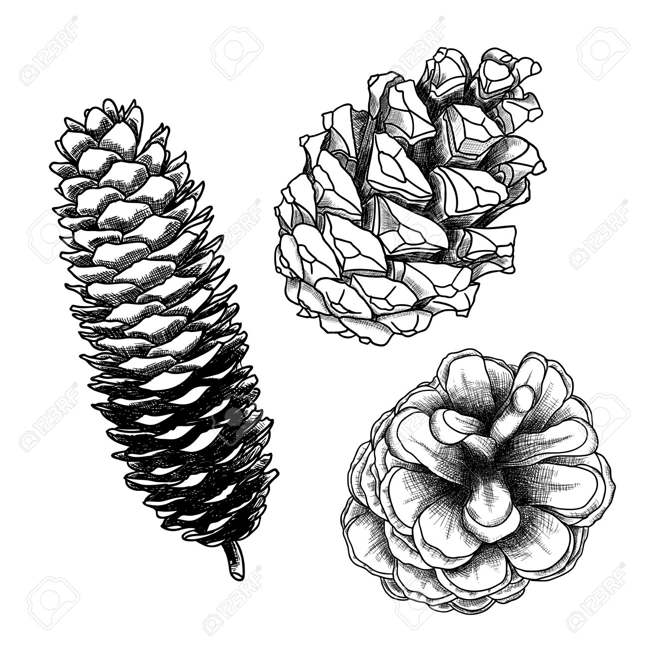 Beau Dessin Pomme De Pin 6 Coloriage Pomme De Pin Atlub Com Coloriage A Dessiner Pomme De Pin L Beau Dessin Pomme De Pin 6 Coloriage Pomme De Pin Atlub Com Coloriage A Dessiner Pomme De Pin L