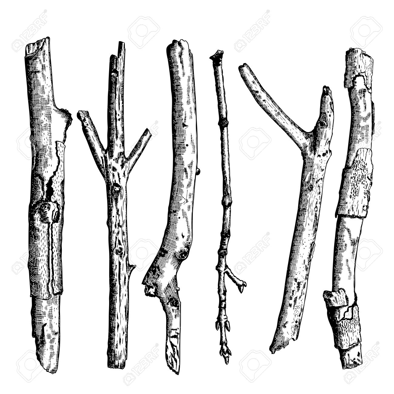 set of detailed and precise ink drawing of wood twigs forest