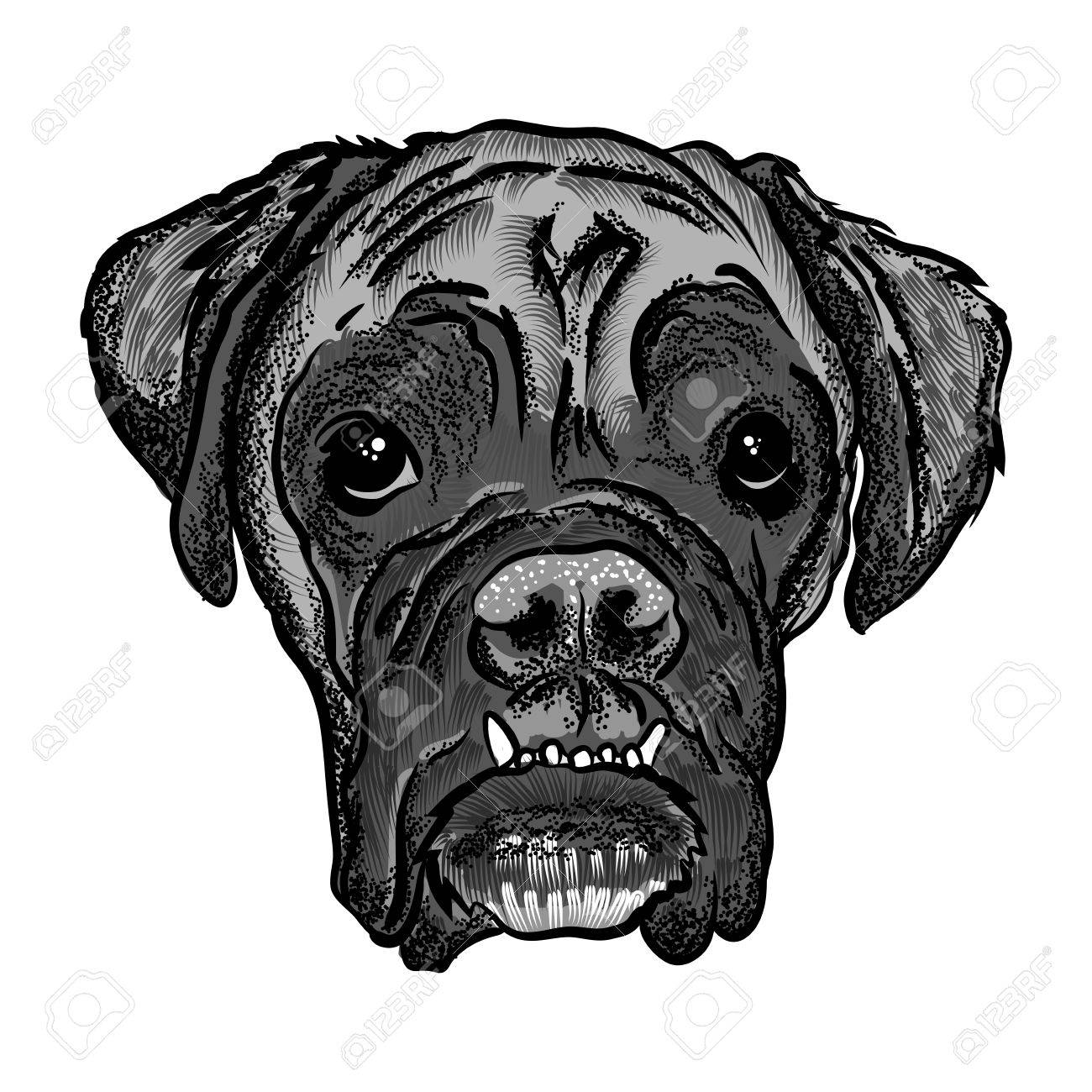 ボクサー犬の肖像画 手描きの犬のイラスト 黒の白の T シャツやタトゥーのコンセプト デザイン ベクトル のイラスト素材 ベクタ Image ボクサー犬の肖像画 手描きの犬のイラスト 黒の白の T シャツやタトゥーのコンセプト デザイン ベクトル のイラスト素材 ベクタ Image