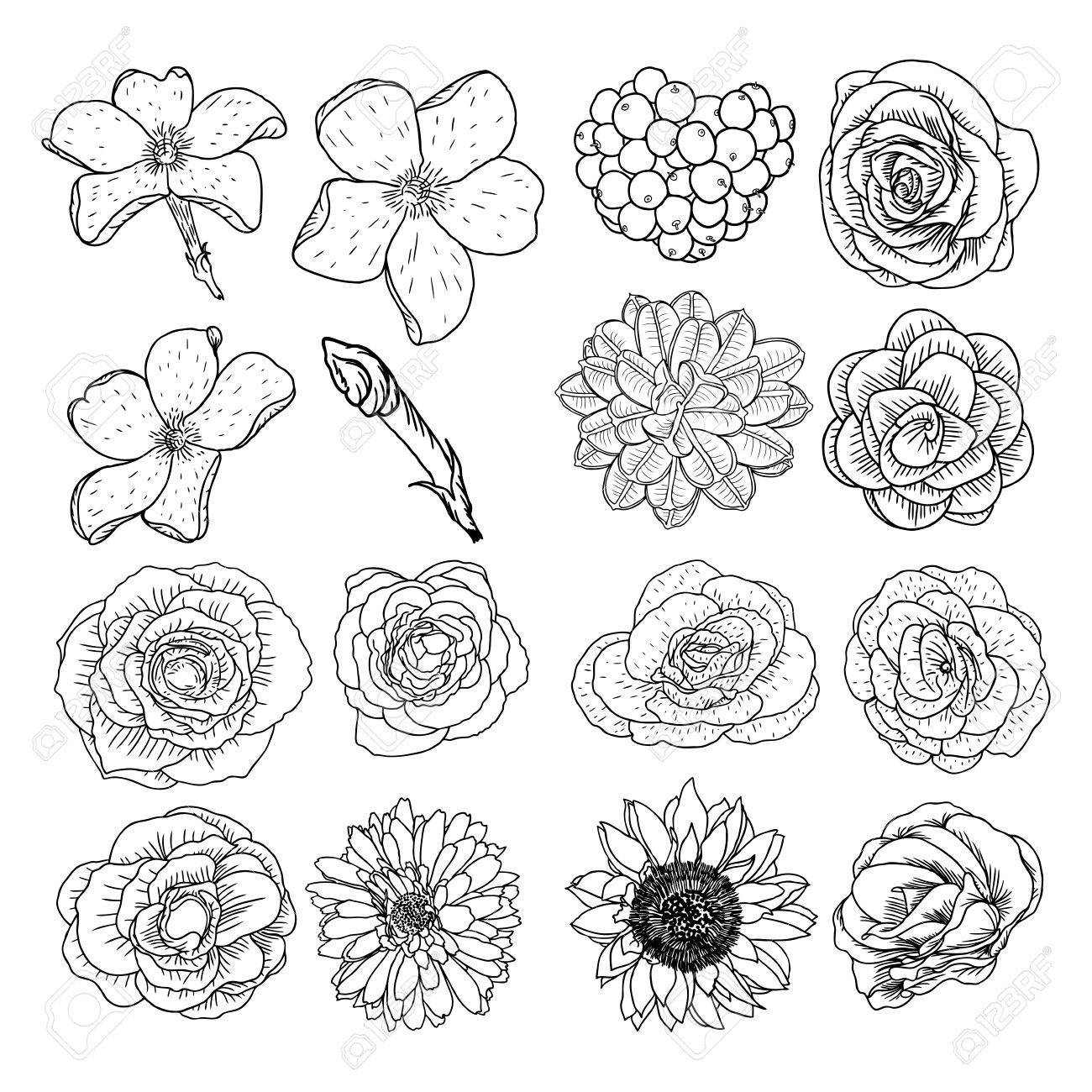 Vector Reihe Von Blumen Schwarz Und Weiss Sammlung Von Hand Gezeichneten Floralen Elementen Lizenzfrei Nutzbare Vektorgrafiken Clip Arts Illustrationen Image 74303013