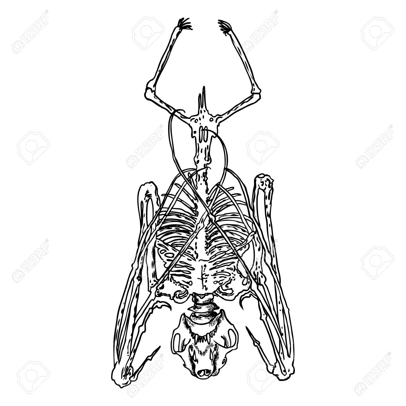 Bat Skeleton Drawing. Gothic Illustration Of Aggressive Monsters Bones For  The Halloween. Witchcraft Magic, Occult Attributes Decorative Elements.  Drawing Of Dead Night Creature With Fangs. Vector. Клипарты, SVG, векторы,  и Набор Иллюстраций