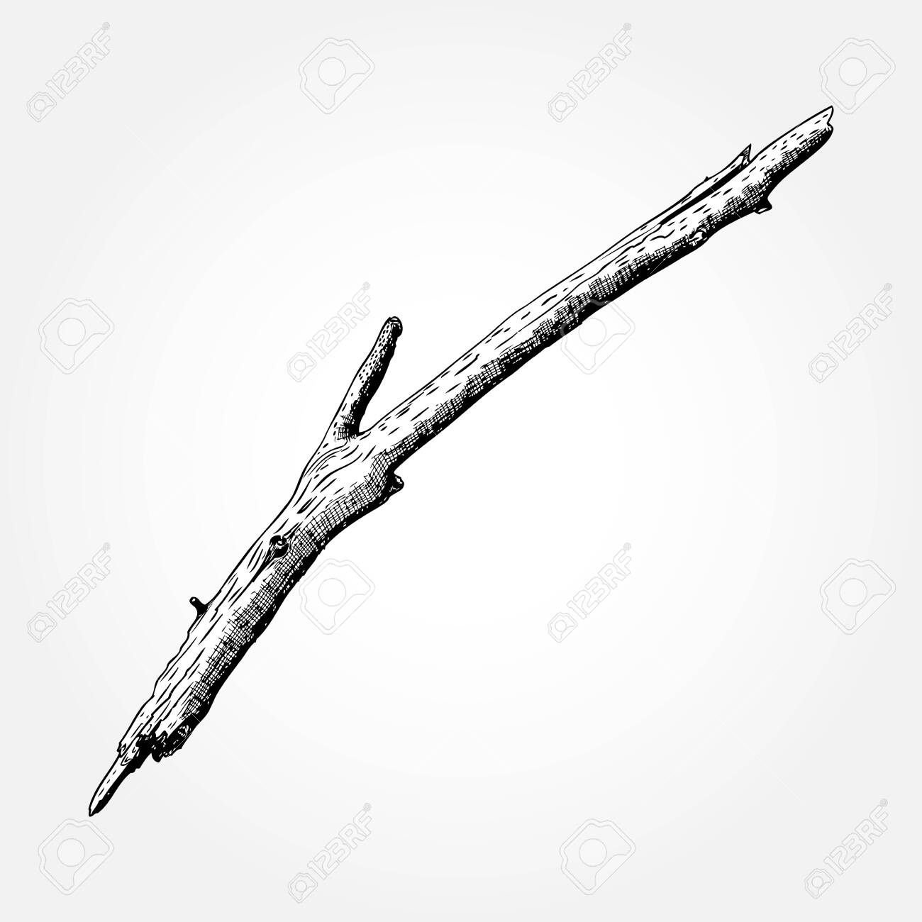 Detailed and precise ink drawing wood twig, isolated on white forest object, natural tree branch, stick, hand drawn driftwood forest floor pickups. Rustic design, classic drawing element. Vector. - 124023910 Detailed and precise ink drawing wood twig, isolated on white forest object, natural tree branch, stick, hand drawn driftwood forest floor pickups. Rustic design, classic drawing element. Vector. - 124023910