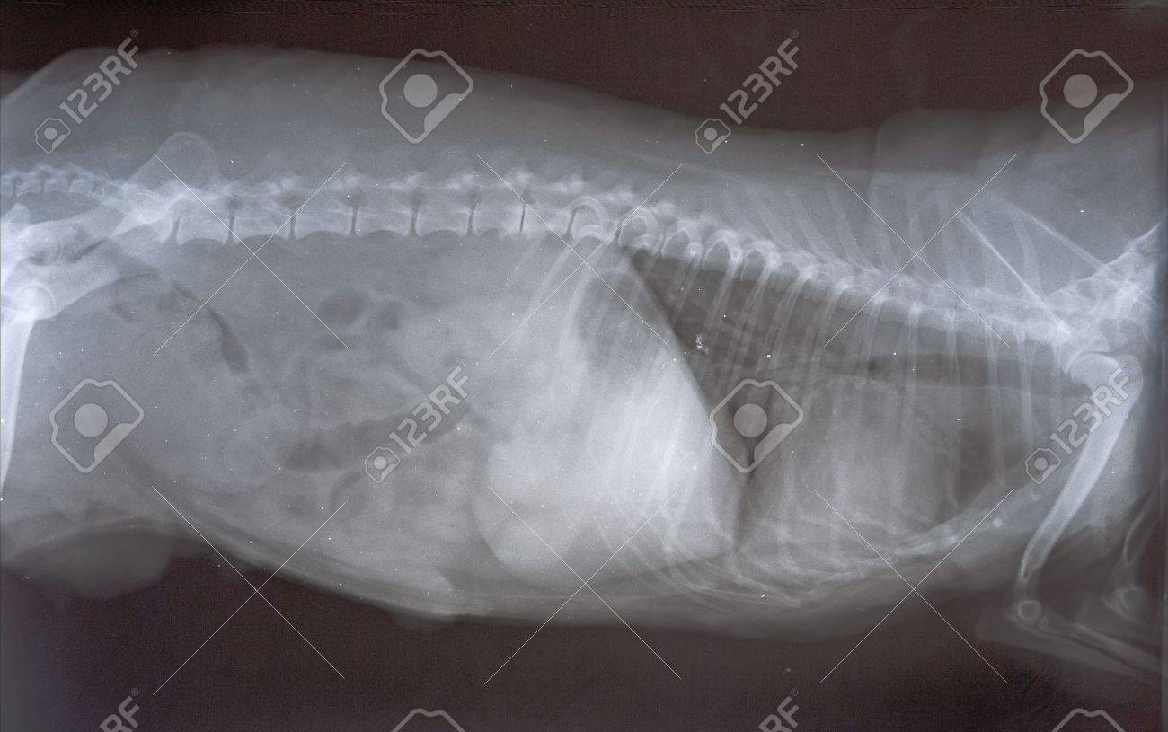 small dog x ray