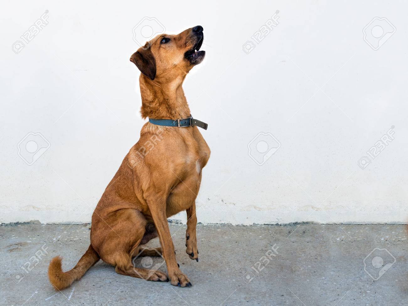 無地の背景によく訓練された茶色の犬 雑種の救助犬 の写真素材 画像素材 Image 無地の背景によく訓練された茶色の犬 雑種の救助犬 の写真素材 画像素材 Image
