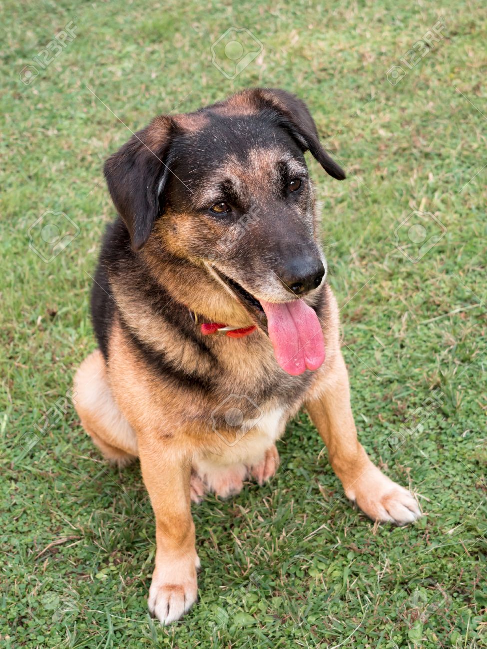 can guinea pigs use kitty litter