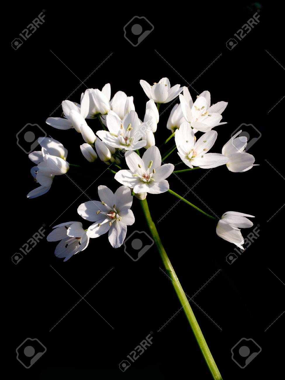 アリウム Ursinum 別名ラムソン Buckrams 野生ニンニク 広葉樹のニンニク 木製ニンニク 熊ネギやクマ の写真素材 画像素材 Image