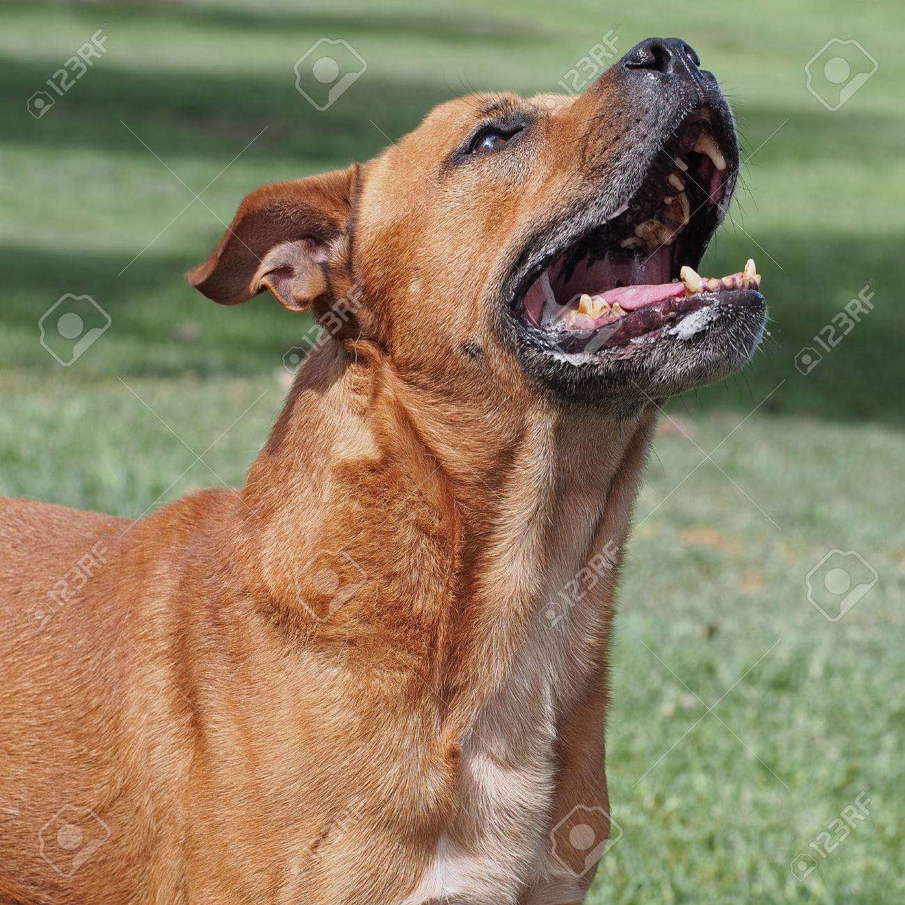 Chien Qui Aboie On Dirait Vraiment Féroce Mais Létait Pas