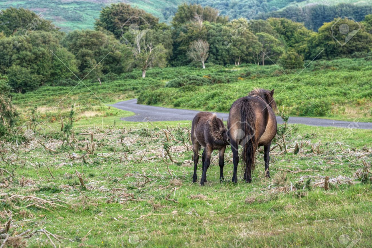 real exmoor ponies foal suckling devon uk stock photo picture