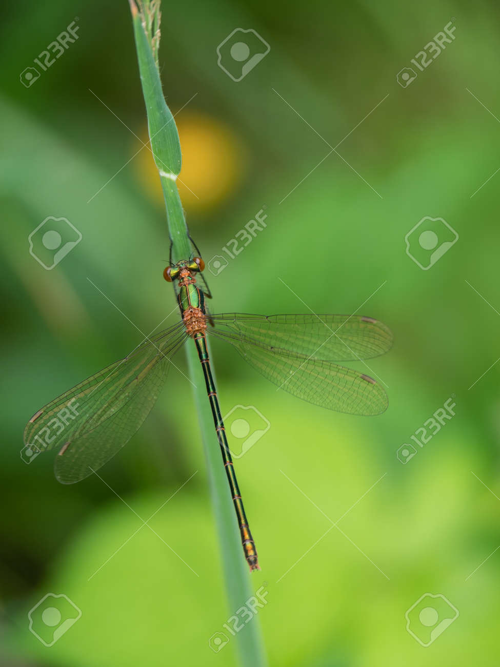 etiam-dictum-ipsum-a-felis