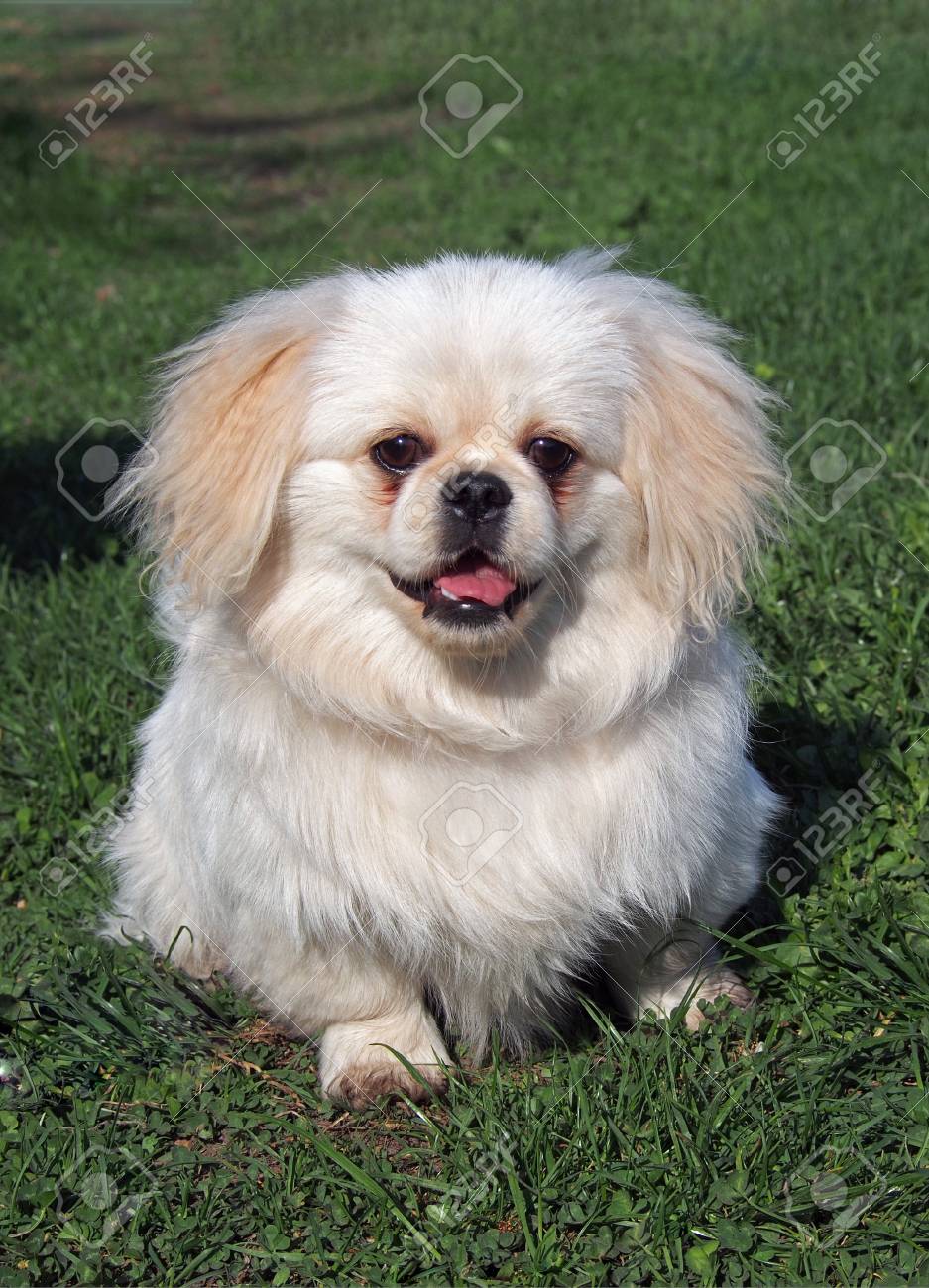 dwarf pekingese