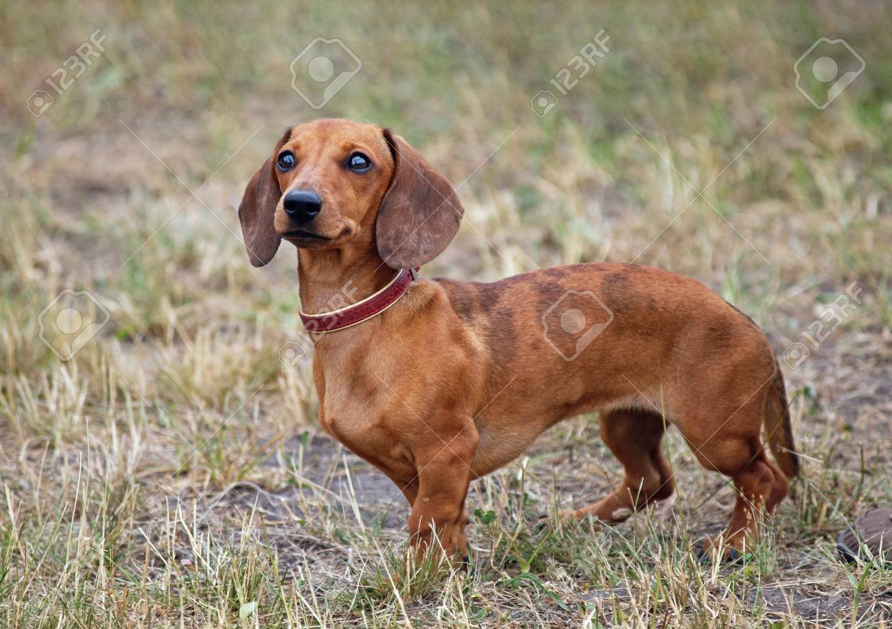 standard smooth haired dachshund