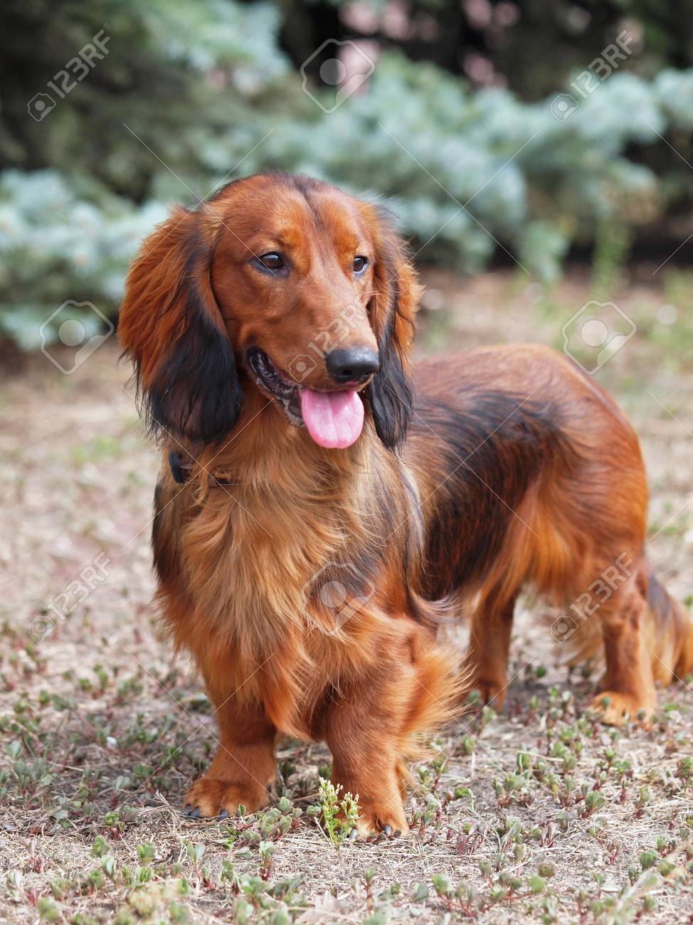 stripping wire haired dogs
