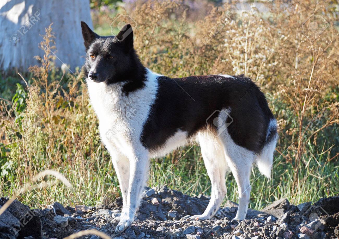 Russian European Laika Factory Sale 58 Off Www Ipecal Edu Mx