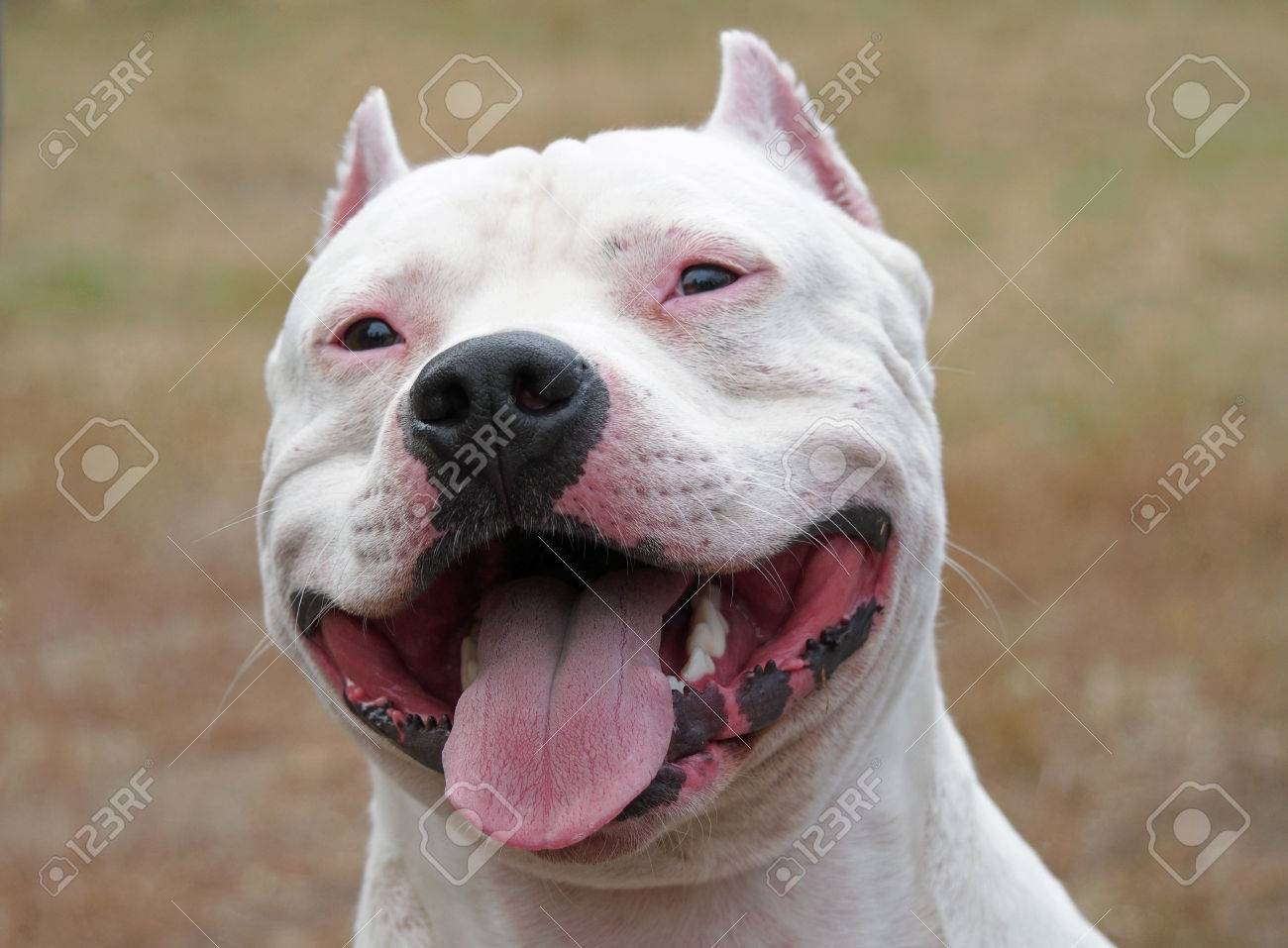 smile of american staffordshire terrier stock photo picture and
