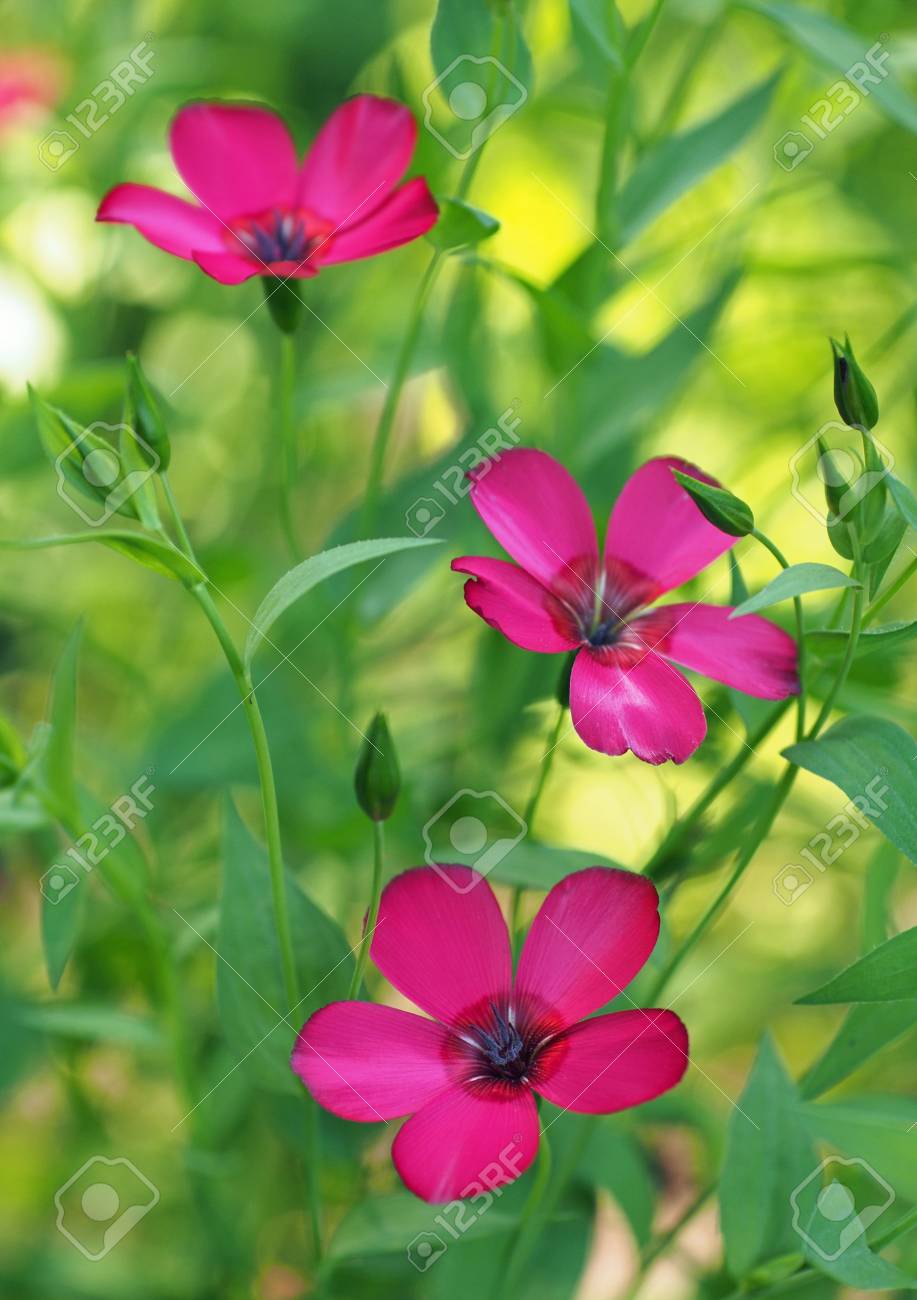 赤の亜麻の美しい花 の写真素材 画像素材 Image