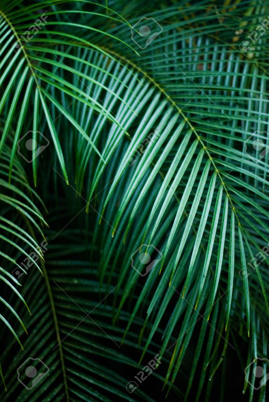 Palmblatter Tropische Exotische Palme Regenwald Pflanzen Vegetation Des Tropischen Regenwaldes Lizenzfreie Fotos Bilder Und Stock Fotografie Image