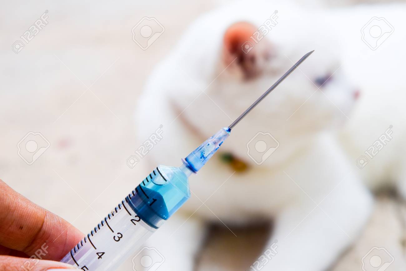 ワクチンと白猫と注射シリンジ の写真素材・画像素材. Image 62092436.