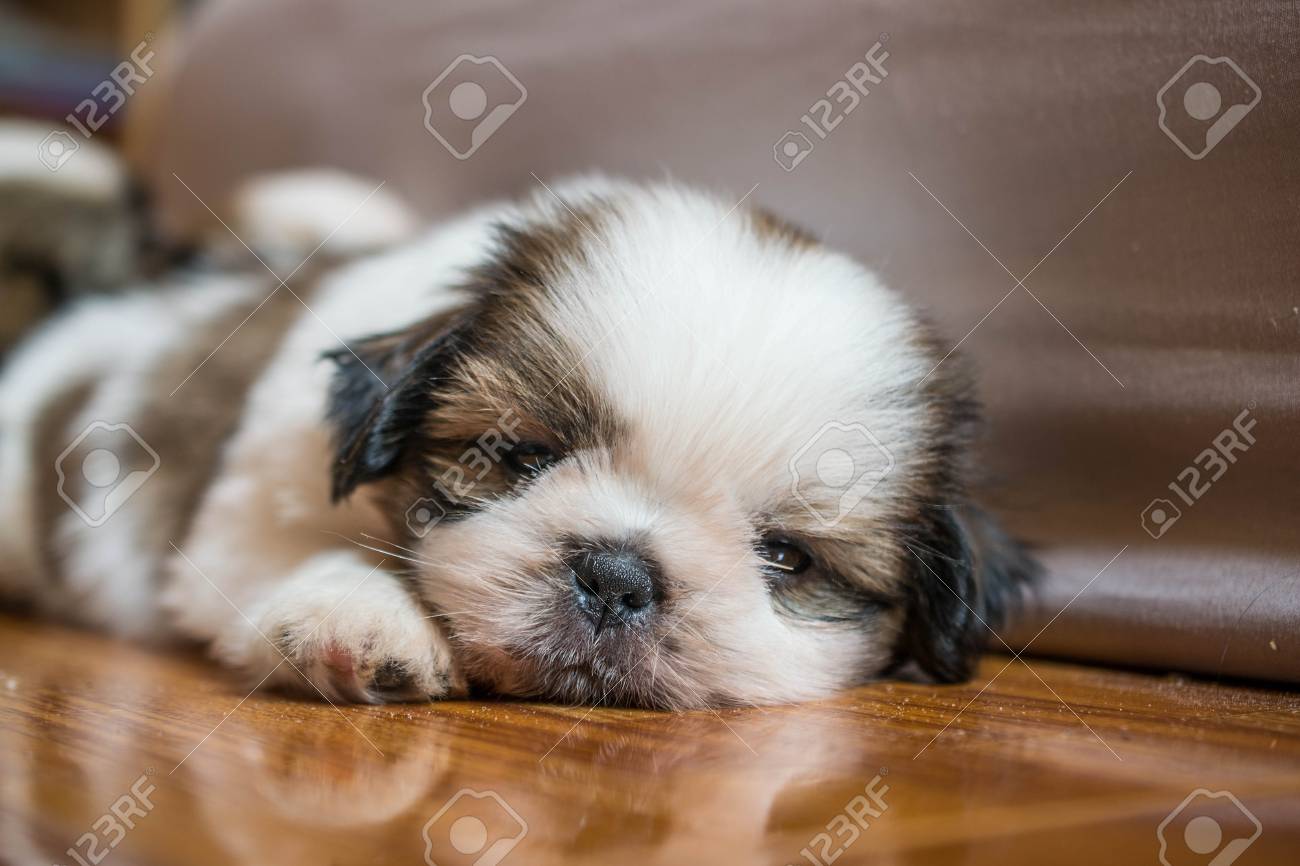 shih tzu puppies