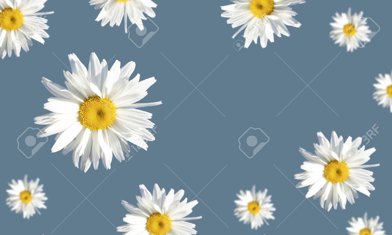 Featured image of post View 21 Daisies Drawing Background