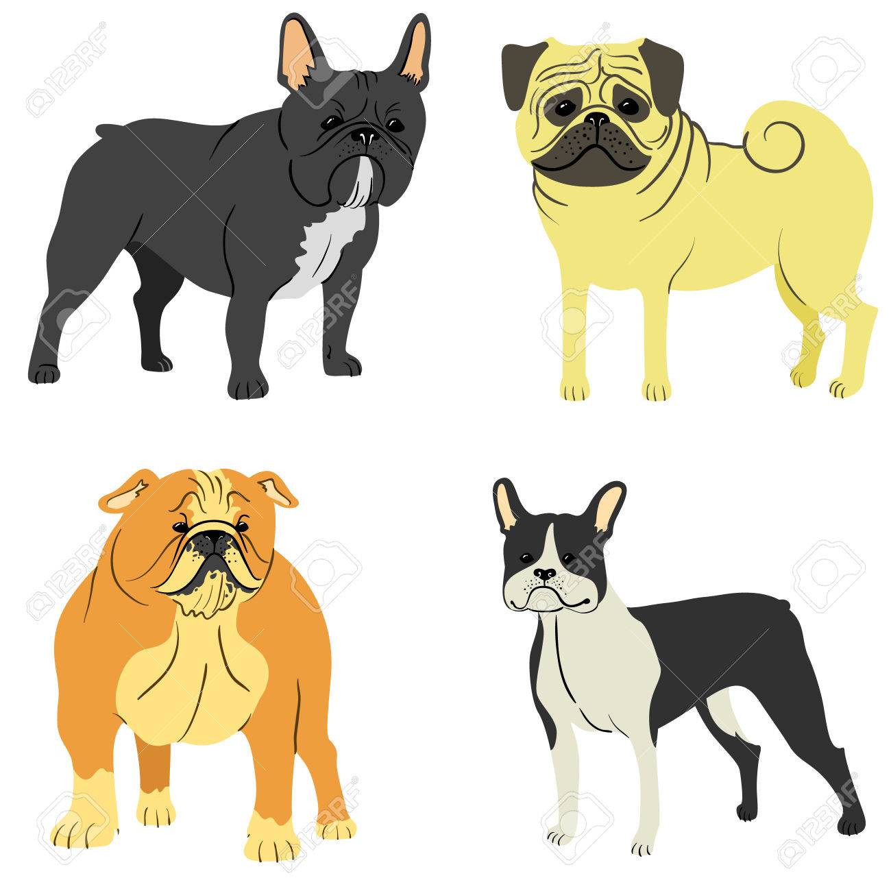 Races De Chiens Mignons Réglés Boldog Français Boldog Anglais Boston Terrier Carlin