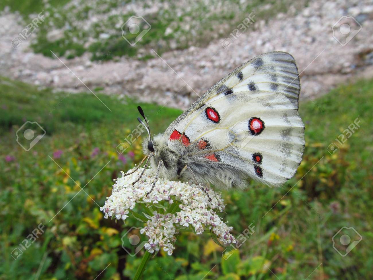【1ぺア】パルナシウス・アポロ（中国/新疆省） 中国、新疆ウイグル自治区に巨大データセンターを計画：「11万個