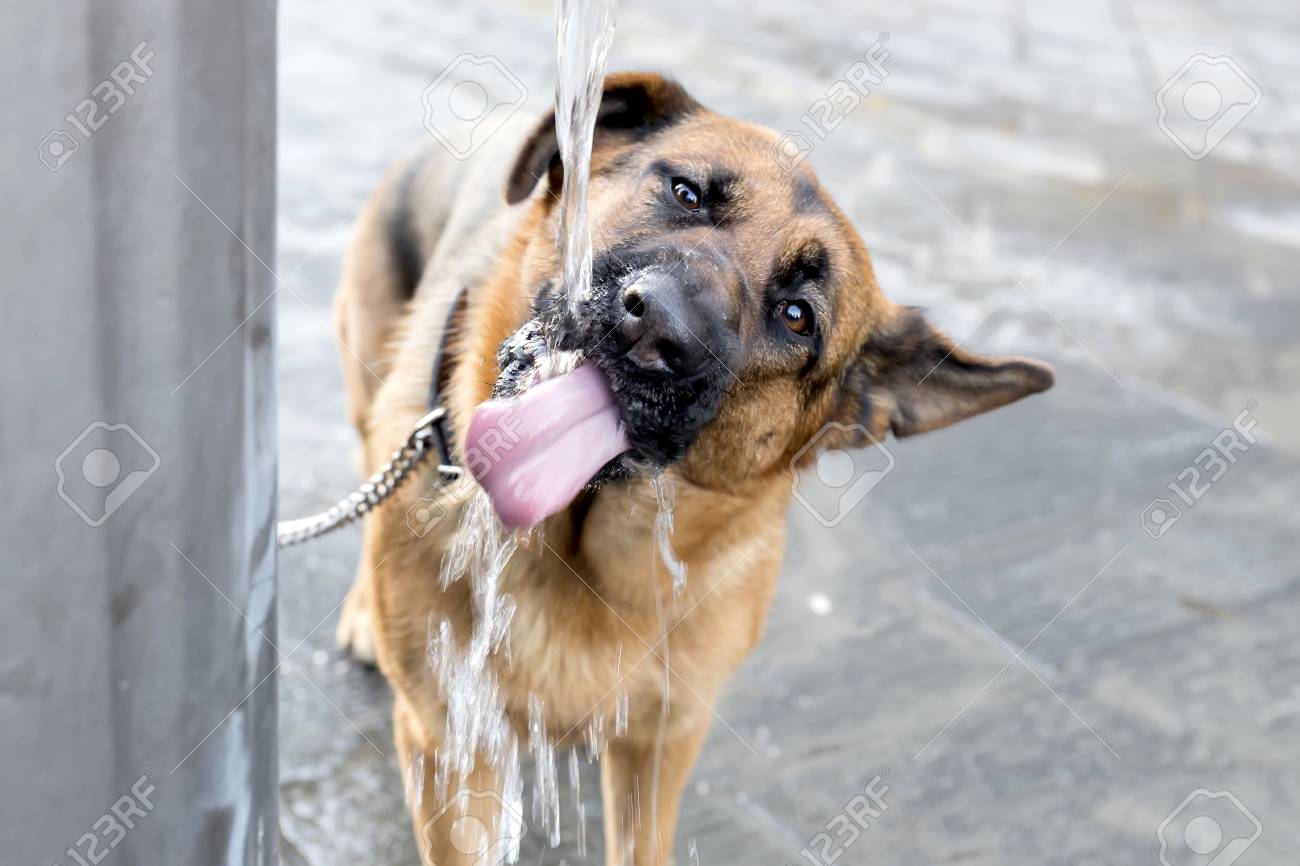 dog drinking water