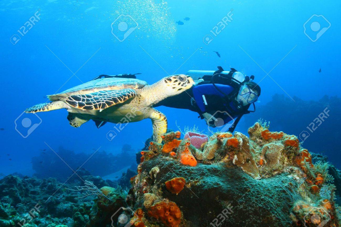 Hawksbill Turtle (Eretmochelys imbricata)and Diver - 8390014 Hawksbill Turtle (Eretmochelys imbricata)and Diver - 8390014