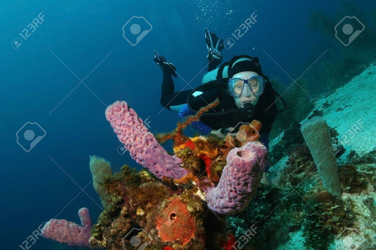 Scuba Diver And Purple Vase Sponges On A Coral Reef In Roatan