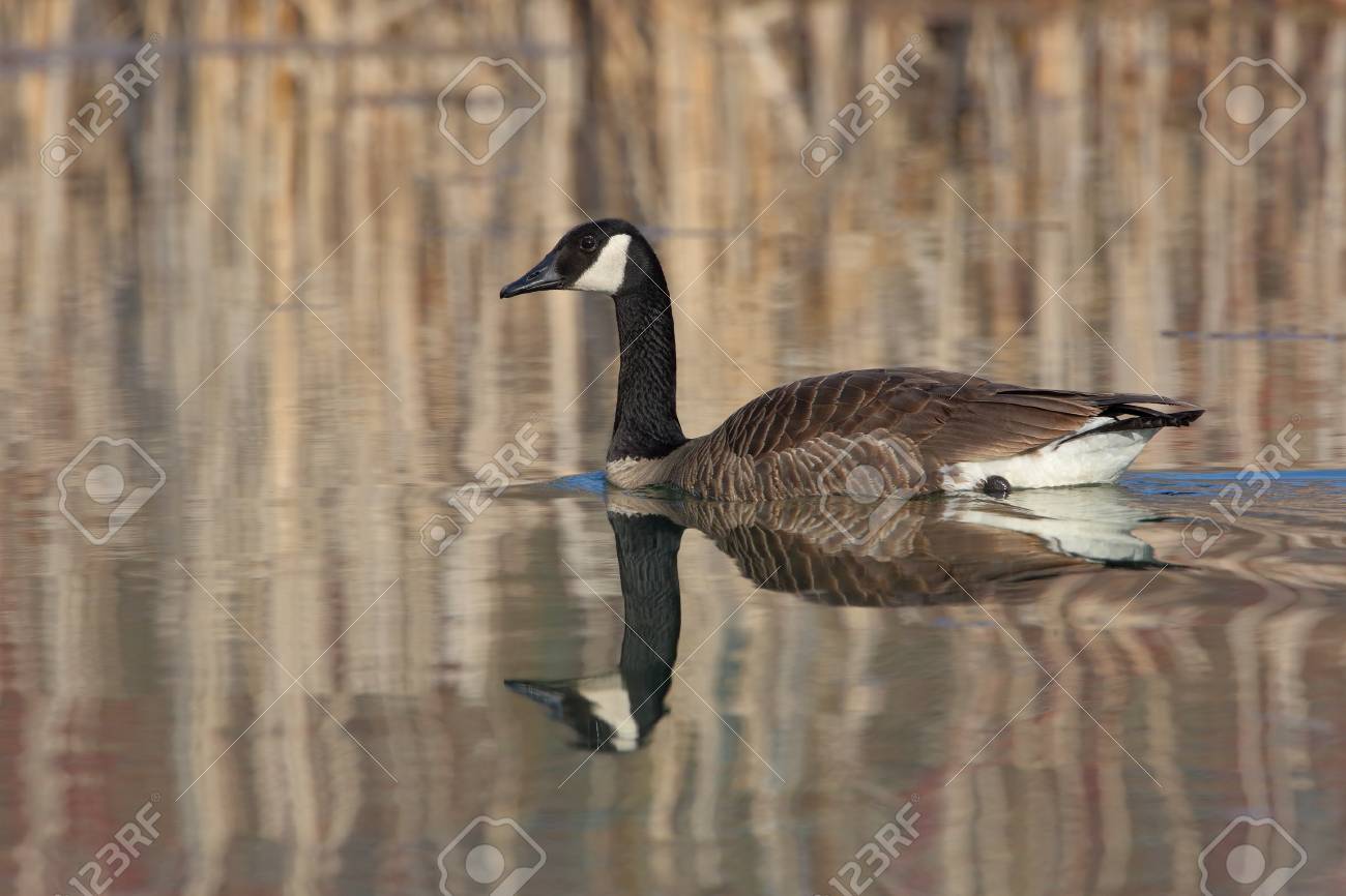 canada goose branta canada goose branta