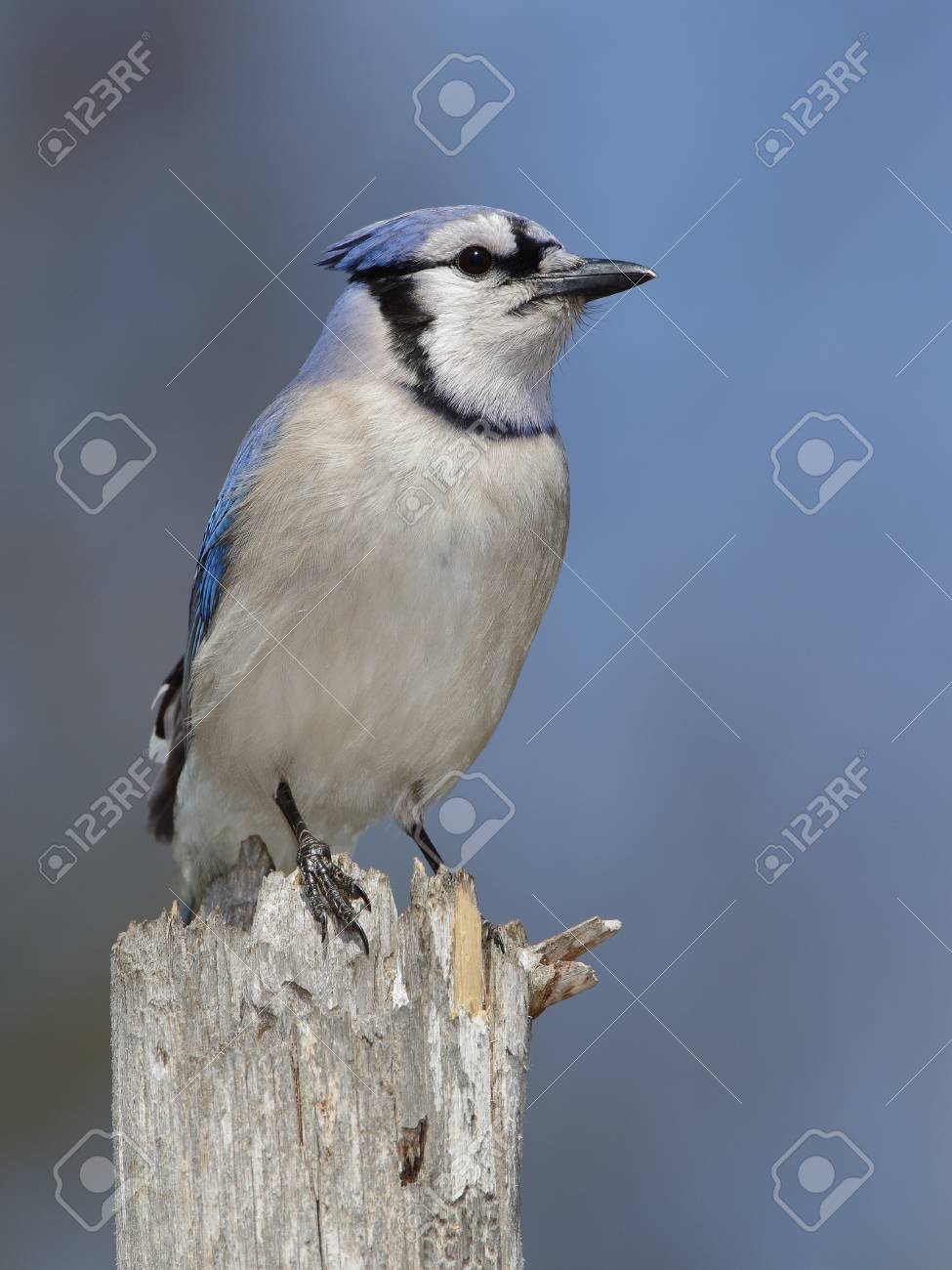 木の切り株 オンタリオ州 カナダのブルー ジェイ Cyanocitta Perched の写真素材 画像素材 Image 木の切り株 オンタリオ州 カナダのブルー ジェイ Cyanocitta Perched の写真素材 画像素材 Image