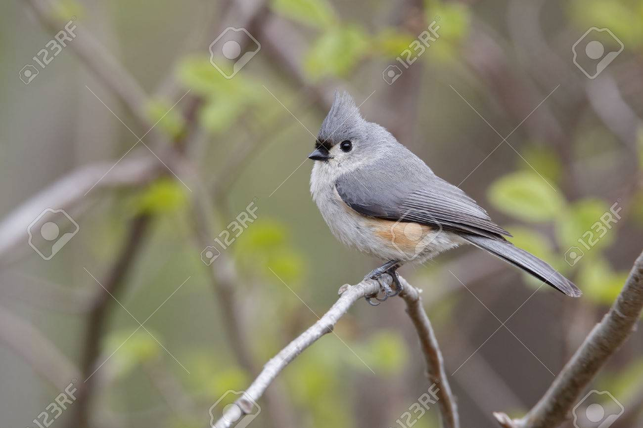 エボシガラ Baeolophus 二色春グランド ベンド小鹿田焼カナダのカシのサバンナ林の枝に腰掛け の写真素材 画像素材 Image