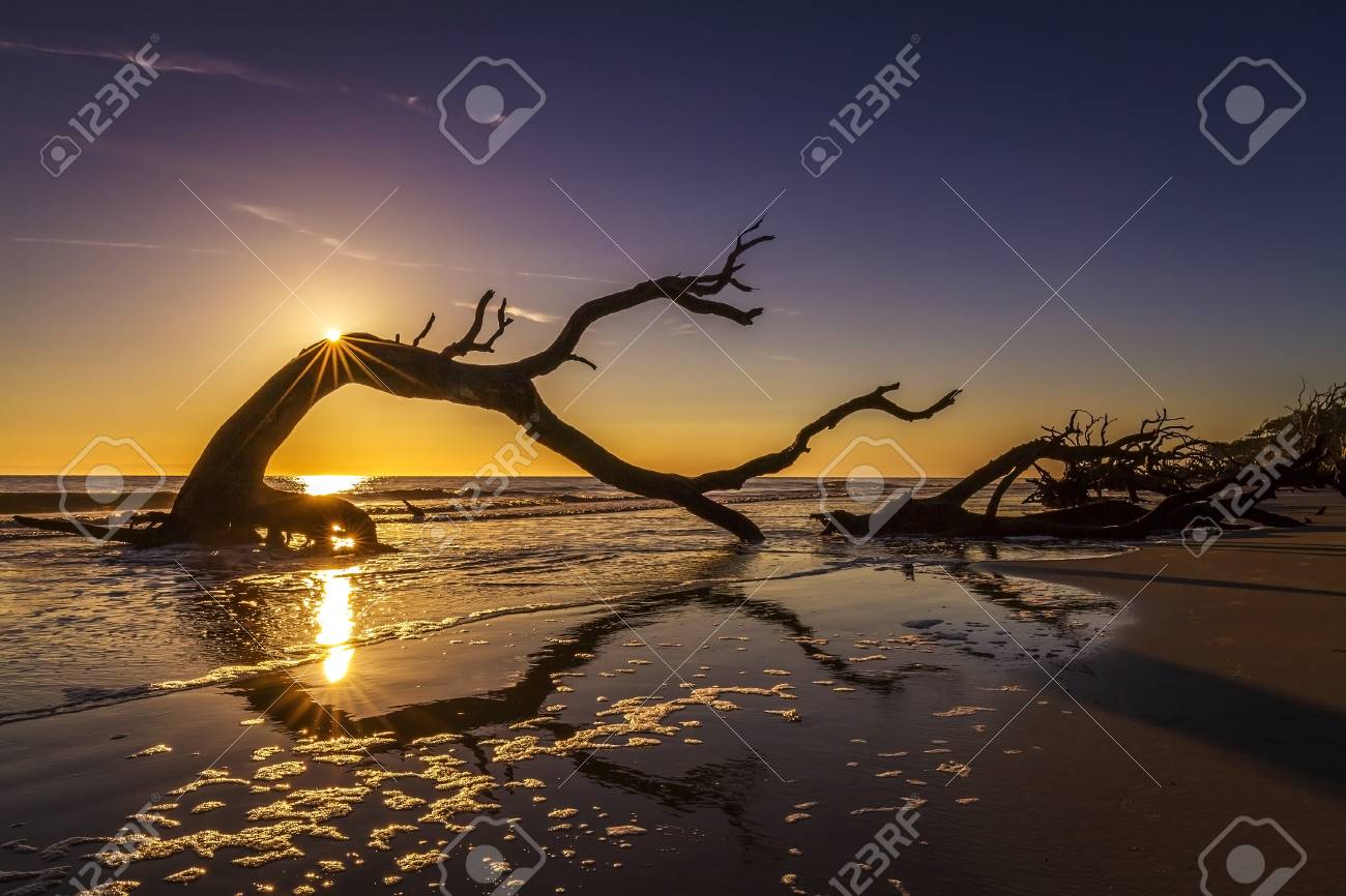 Sunrise Over A Driftwood-covered Beach -Jekyll Island, Georgia, United  States Stock Photo, Picture and Royalty Free Image. Image 64285994., image size:1300x866
