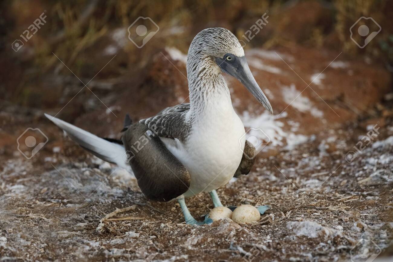 世界のお土産④ ガラパゴス 木彫り アオアシカツオドリ アオアシ