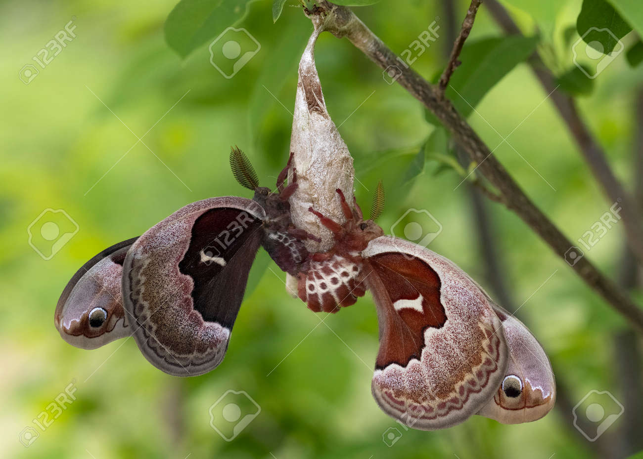 美品！　セクロピアサン　メス　蛾　標本 stock-photo-a-female-cecropia-