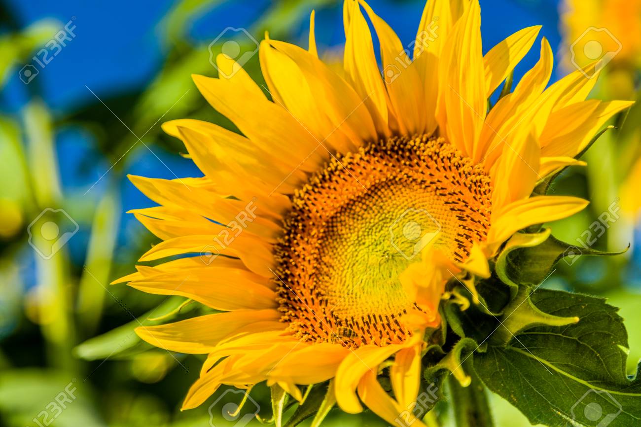 太陽と熱のこの花のシンボルの明るい黄色ひまわり 夏の到来を受粉蜂のクローズ アップを発表します の写真素材 画像素材 Image 太陽と熱のこの花のシンボルの明るい黄色ひまわり 夏の到来を受粉蜂のクローズ アップを発表します の写真素材 画像素材 Image