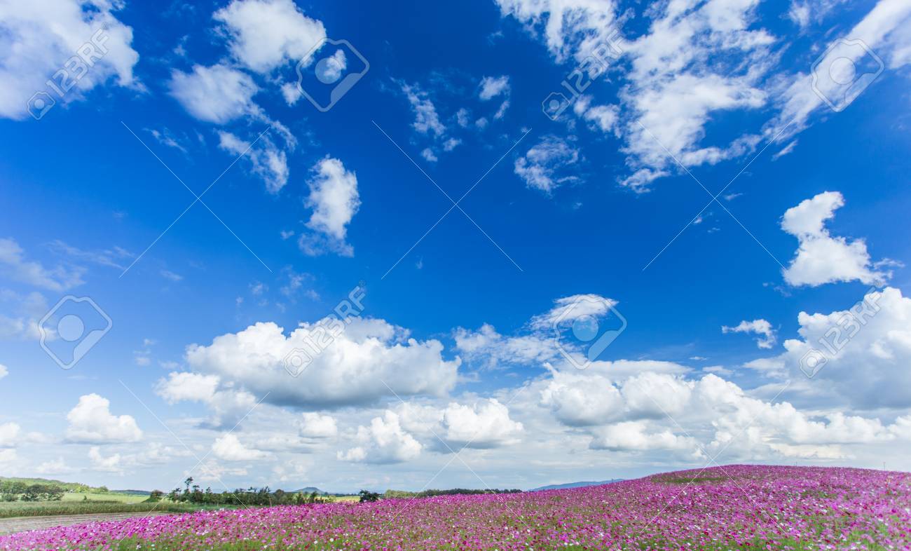 青い空を背景にピンクのコスモス花畑 の写真素材 画像素材 Image