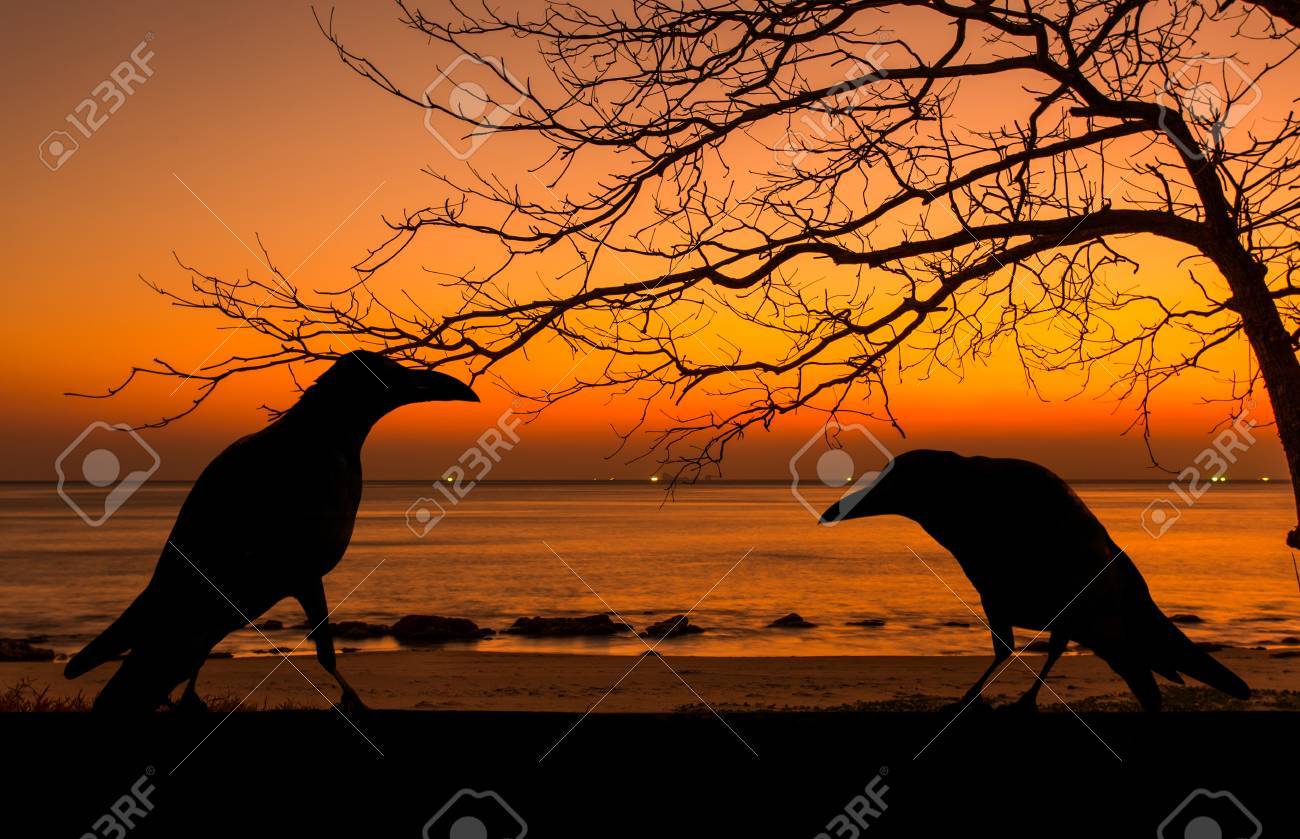 カラスのシルエットと枯れ木ハロウィン背景の夕暮れ時 の写真素材 画像素材 Image