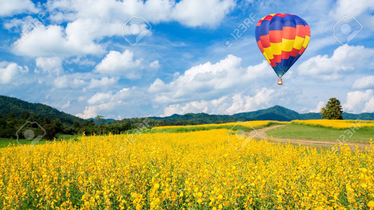 Hot air balloon over yellow flower fields and blue sky background - 34191999 Hot air balloon over yellow flower fields and blue sky background - 34191999